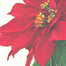 XL Poinsettias Christmas Print Paper ~ Tassotti Italy